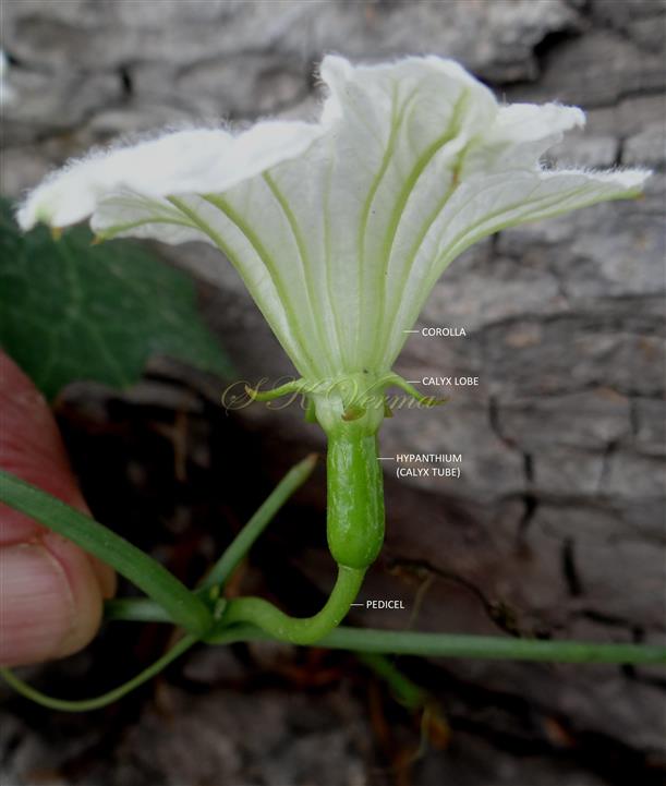 Female Flower (Lateral view)
